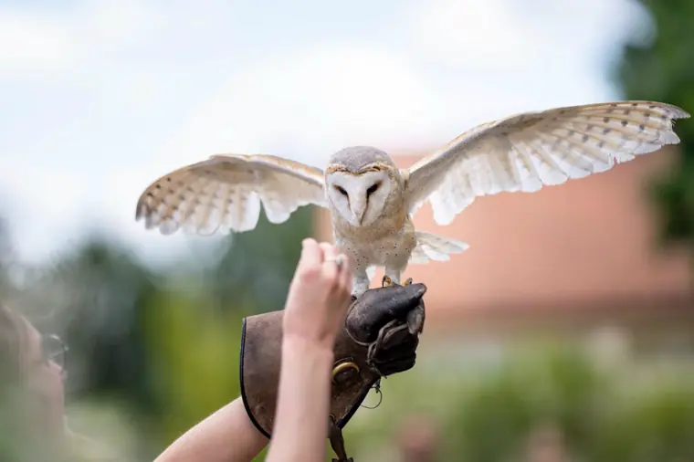 La mariée nourrit la chouette, comme le veut le travail avec un rapace