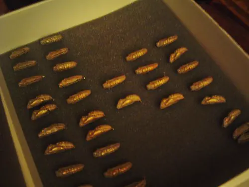 Une boîte de chrysalides posées sur une mousse sombre, avant l’éclosion