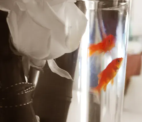 le vase de la table des maries, avec deux poissons rouges et une rose blanche