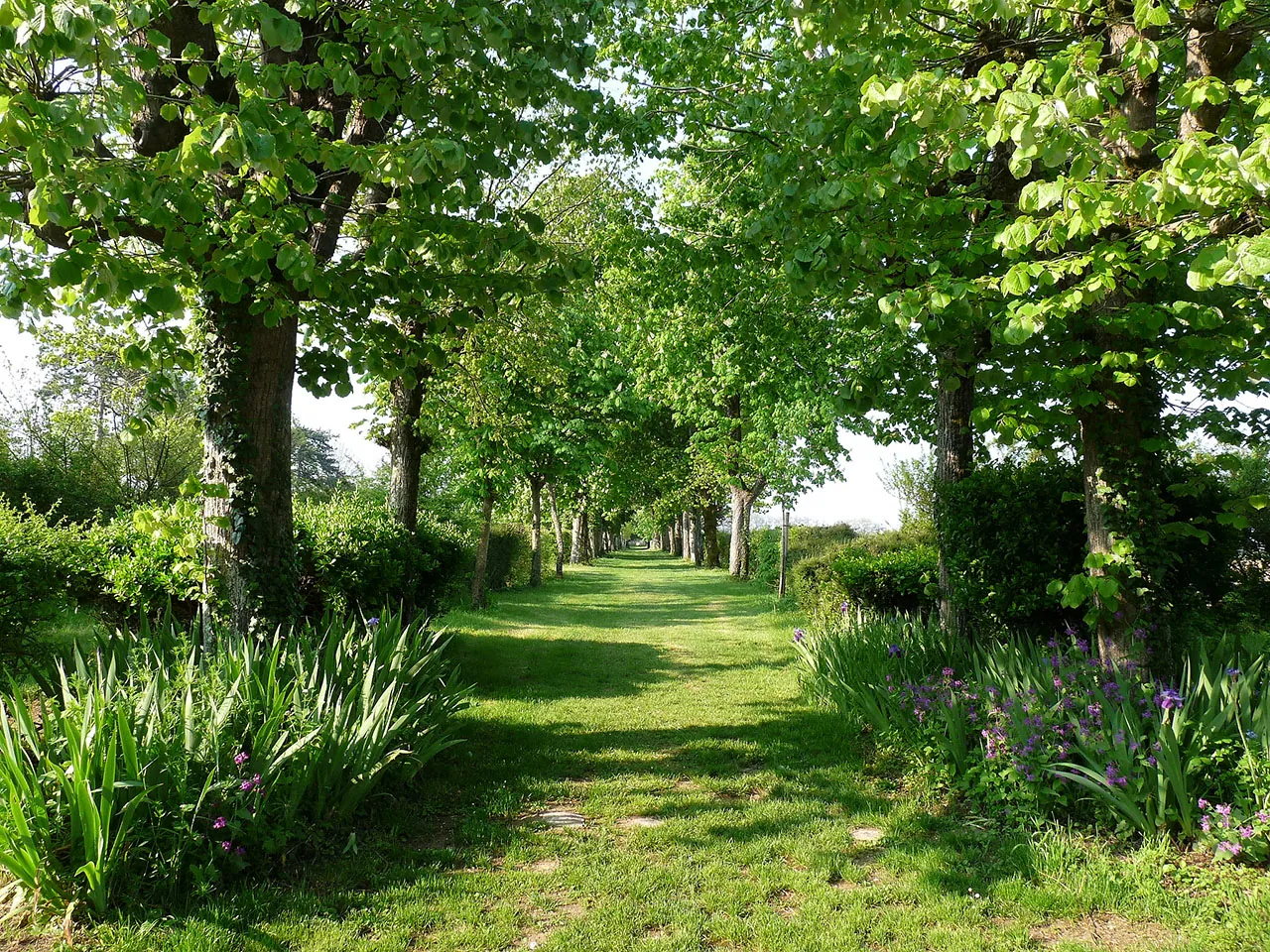 L’allée d’arbres du domaine de la Gravette, un tapis d’herbe entre deux rangées d’arbres