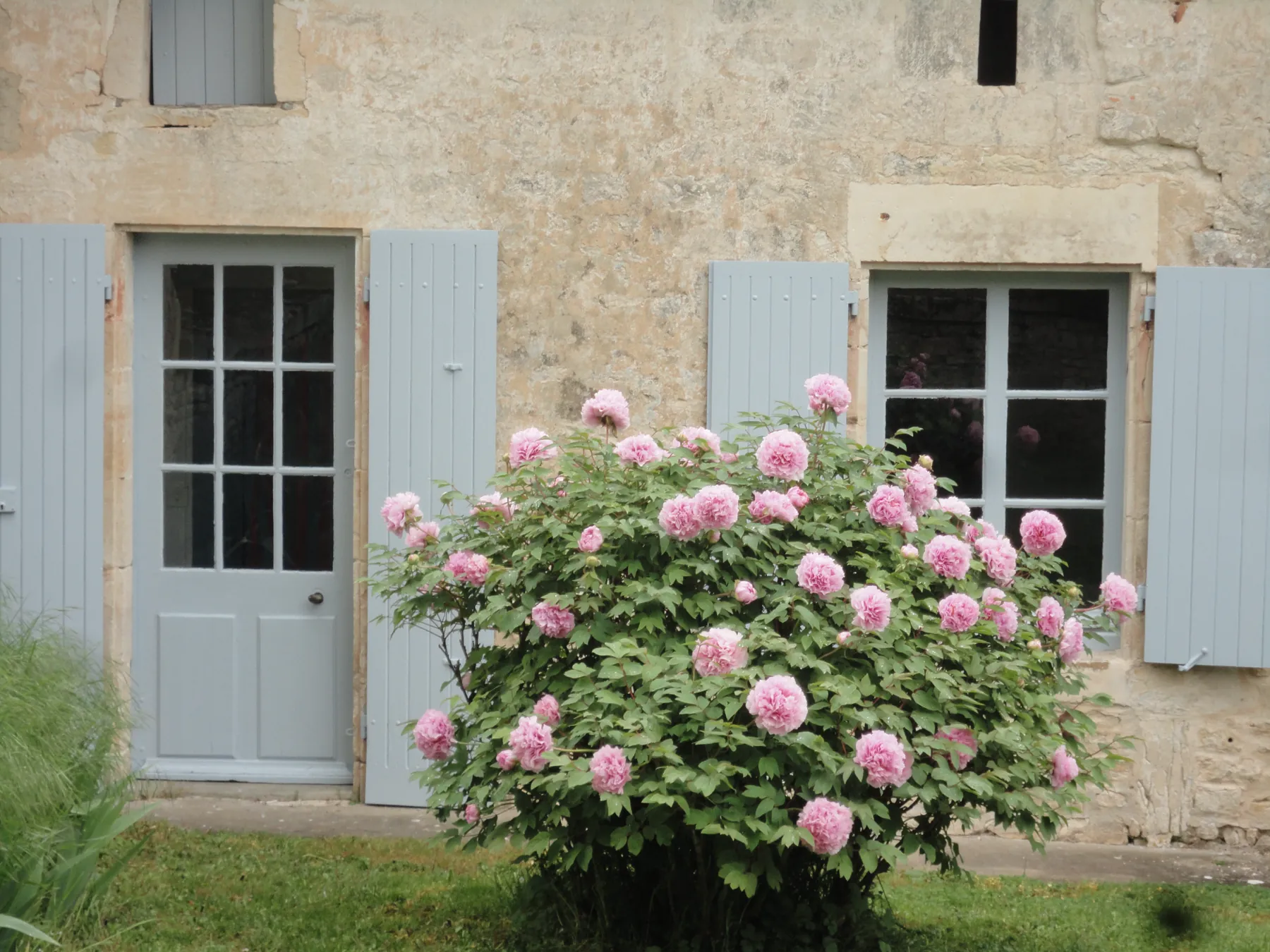Un massif de pivoines roses devant un mur de pierre aux volets gris-bleu, au domaine de la Gravette